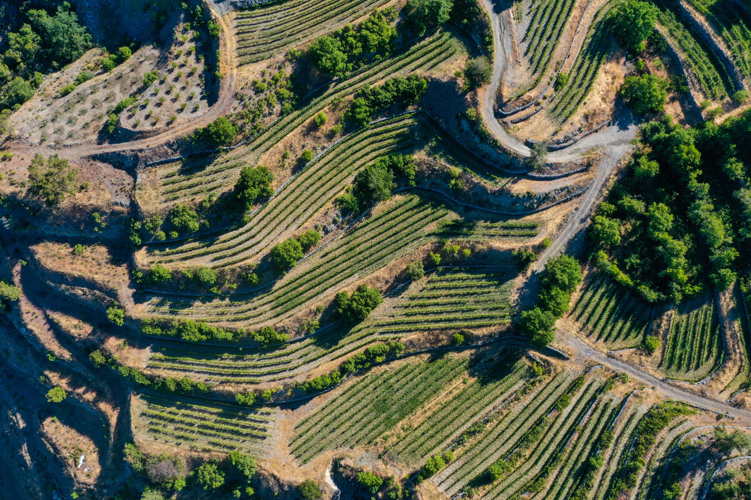 Cyprus : 5,000 Years of Winemaking