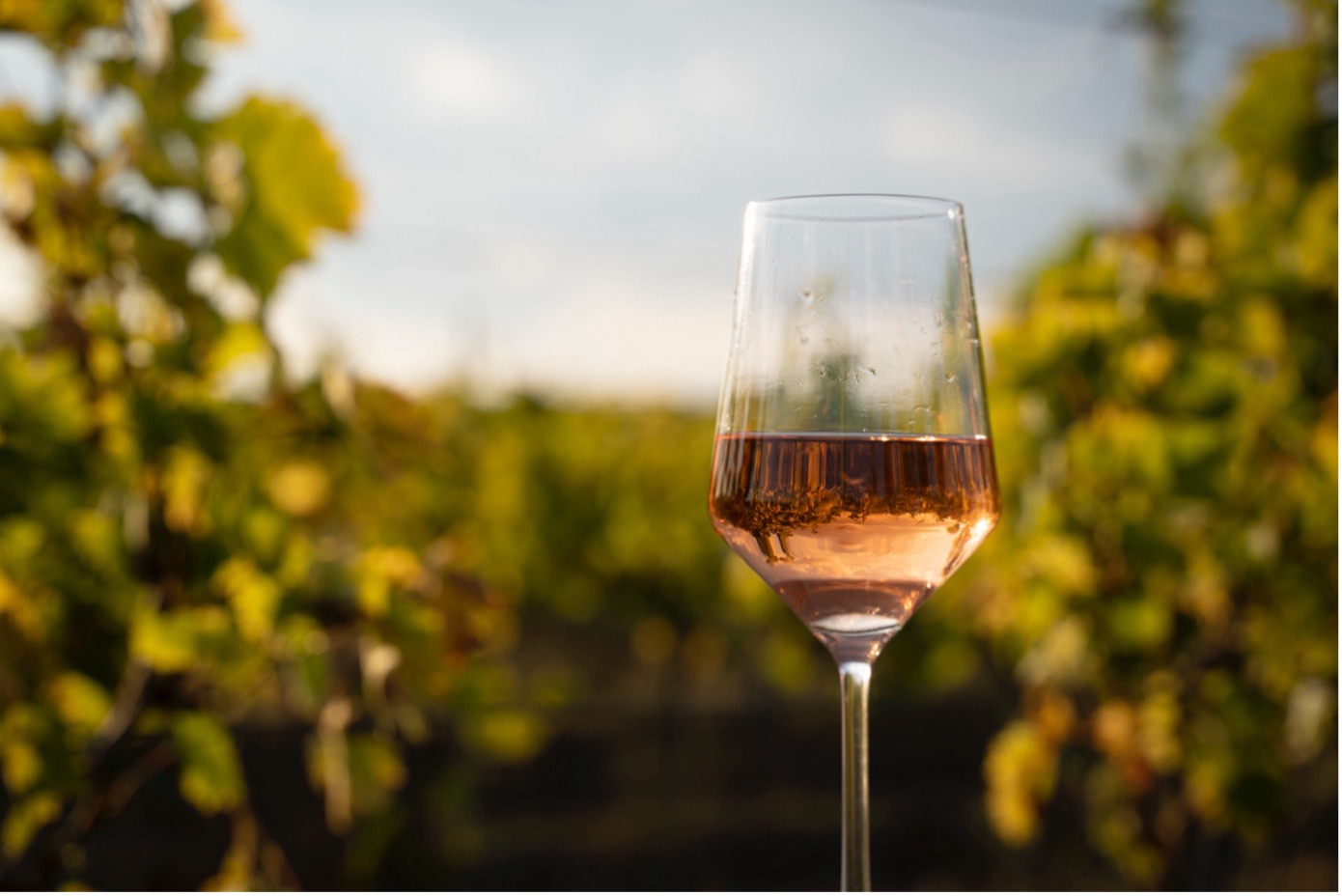 rose-wine